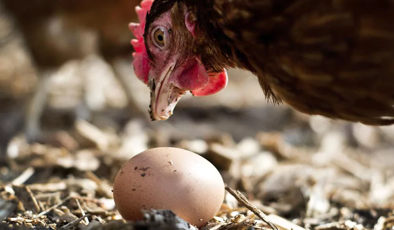 what-makes-tamago-free-range-eggs-different-a-guide-to-better-nutrition-67b6ddf4af133